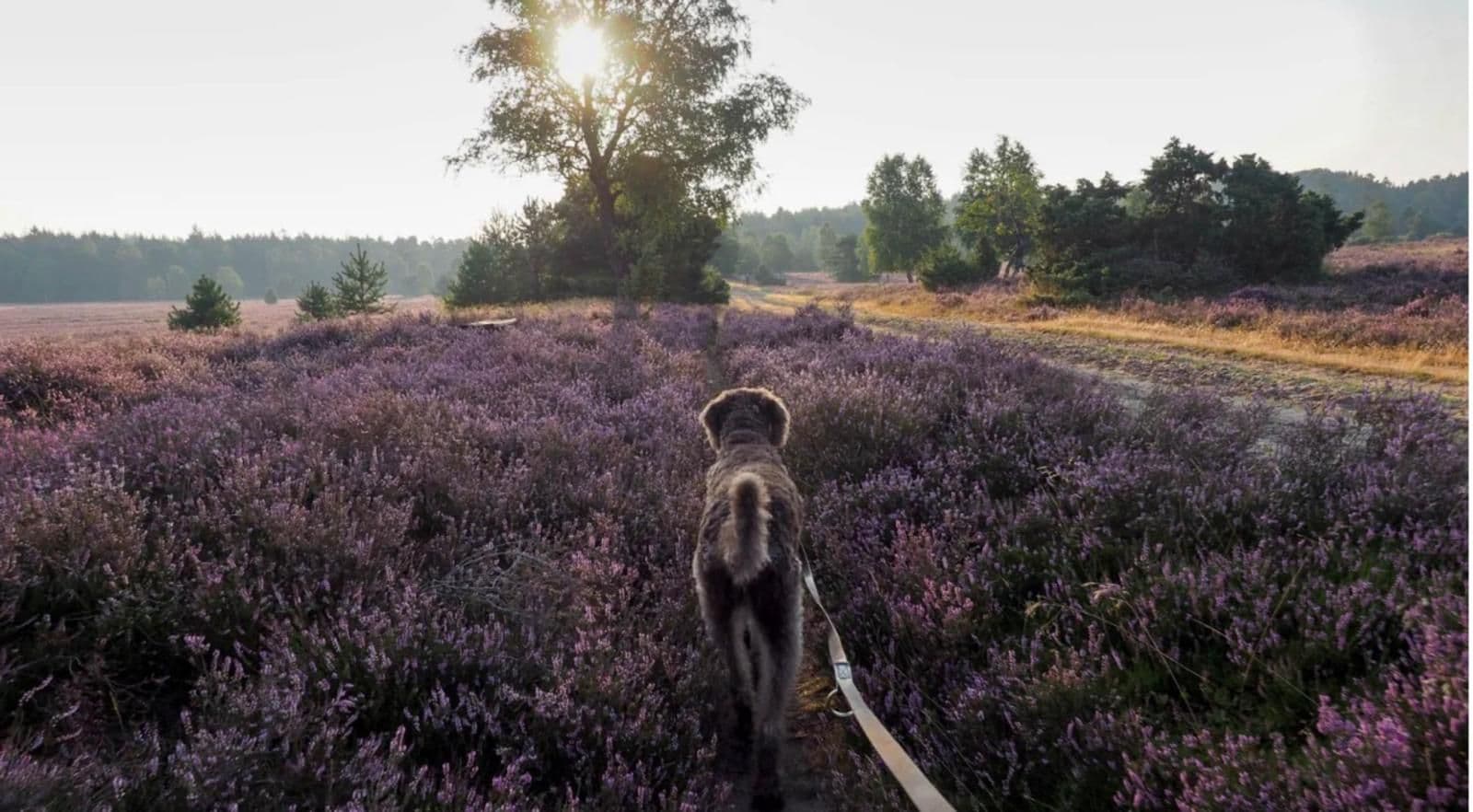 Trainings-Urlaub mit Hund in der schönen Lüneburger Heide