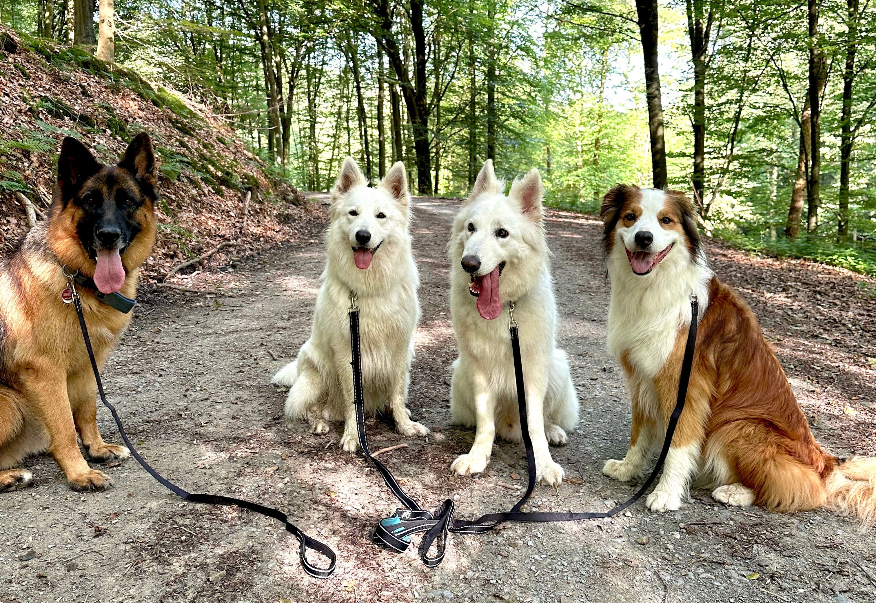 Header Flexibler Gassiservice